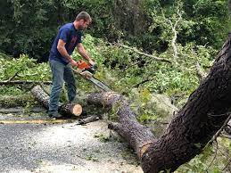 Best Arborist Consultation Services  in Sinton, TX