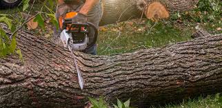 Professional Tree Care in Sinton, TX
