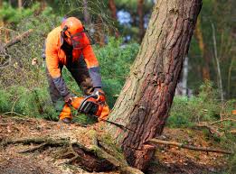 How Our Tree Care Process Works  in  Sinton, TX